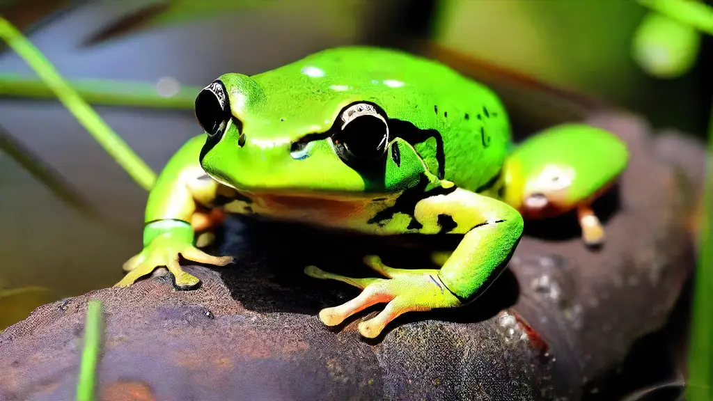 How to Collect Native Frogs for Live Bait